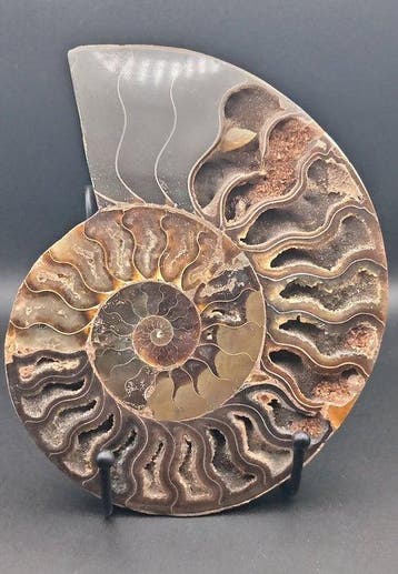 Ammoniet - Gefossiliseerde schelp - Cleoniceras sp. - 18 cm
