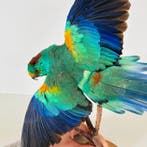 Regenboogparkiet Taxidermie volledige montage - Psephotellus