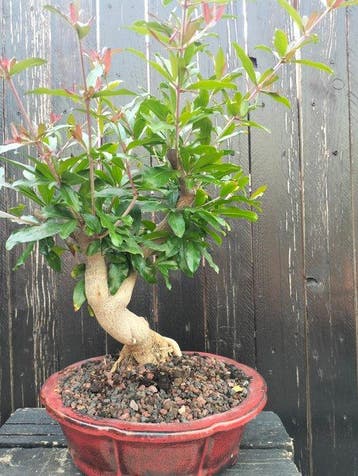 Granado nejikan - Hauteur (arbre) : 35 cm - Profondeur