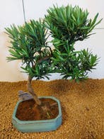 Boeddha-den bonsai (Podocarpus macrophyllus) - Hoogte