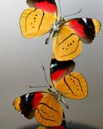 Papillon Support de corps entier pour taxidermie - Perisama, Antiquités & Art