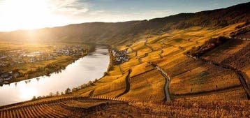 2006 Schloss Lieser, LGK VDP Auctioned 2007 - Brauneberger, Nieuw