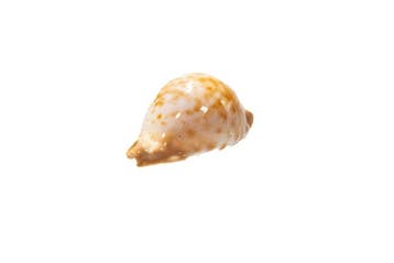 zeldzame kauri-slak $$$ GEM $$$ Taxidermie wandmontage -, Nieuw