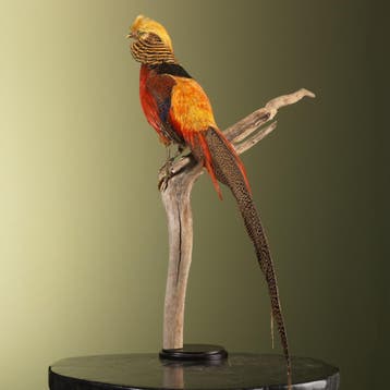Goudfazant Taxidermie Opgezette Dieren By Max, Ophalen of Verzenden, Nieuw, Vogel, Opgezet dier