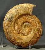 Een grote - Prachtige ammoniet met goed bewaarde schelp - -