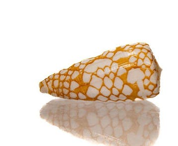 Rariteit: Conus nobilis ORANGE – 41 mm – GEM – Misamis,, Nieuw