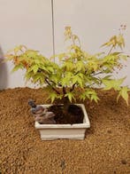 Japanese maple bonsai (Acer palmatum) - Hoogte (boom): 23 cm