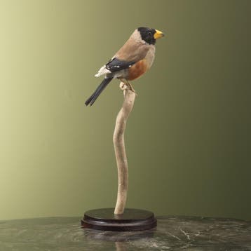 Witvleugeldikbek Taxidermie Opgezette Dieren By Max, Ophalen of Verzenden, Nieuw, Vogel, Opgezet dier