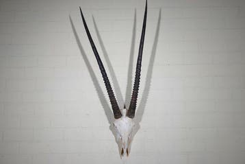 Gemsbok schedel Schedel van een zoogdier - Oryx gazella -, Verzamelen, Nieuw