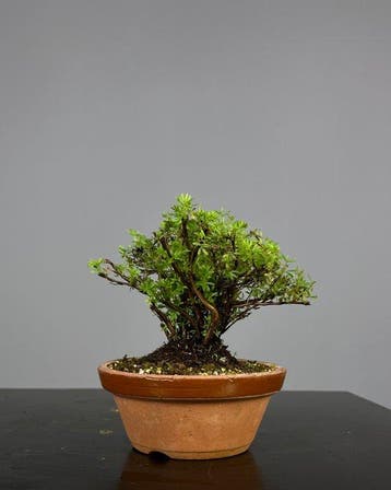Potentilla - Hoogte (boom): 18 cm - Diepte (boom): 15 cm -