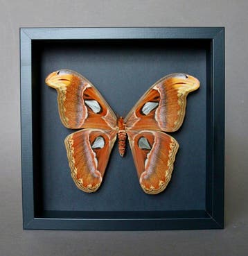 Papillon Support de corps entier pour taxidermie - Attacus, Nieuw