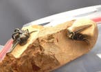 Trilobiet - Gefossiliseerd dier - Dicranurus monstrosus &, Verzamelen, Mineralen en Fossielen