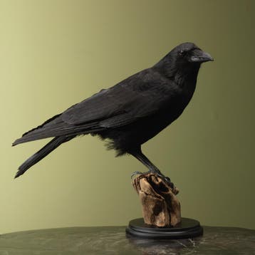 Kraai Taxidermie Opgezette Dieren By Max, Ophalen of Verzenden, Nieuw, Vogel, Opgezet dier