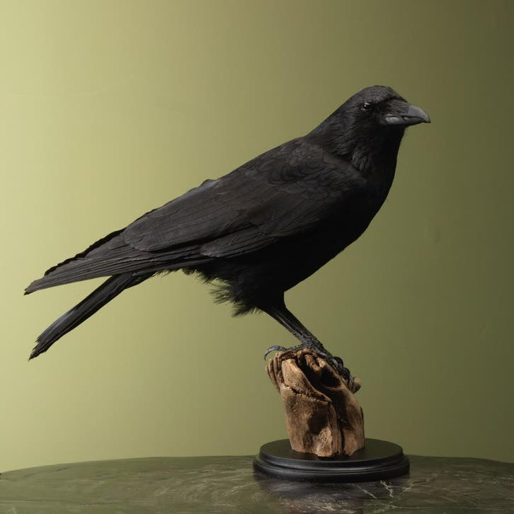 Kraai Taxidermie Opgezette Dieren By Max, Collections, Collections Animaux, Enlèvement ou Envoi