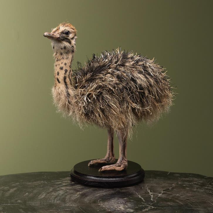 Struisvogel Kuiken Taxidermie Opgezette Dieren By Max, Collections, Collections Animaux, Enlèvement ou Envoi