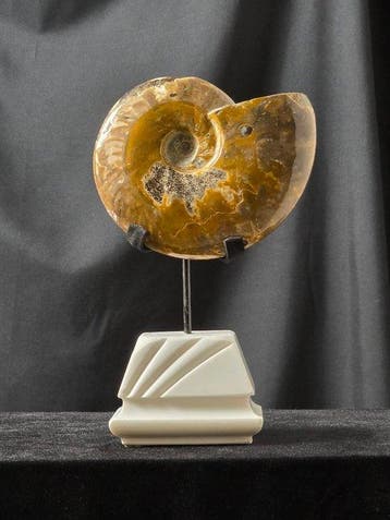 Ammoniet - Gefossiliseerd dier - Cleoniceras sp. Ammonite