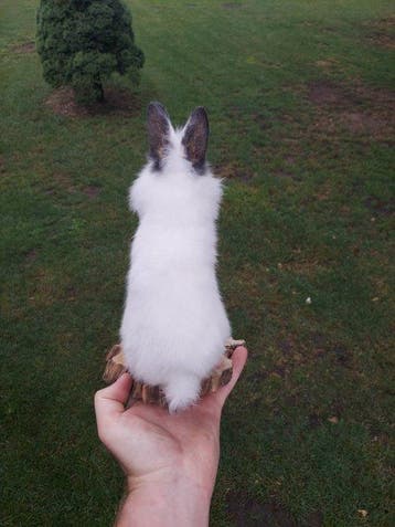 Lapin Support de corps entier pour taxidermie - Domestic