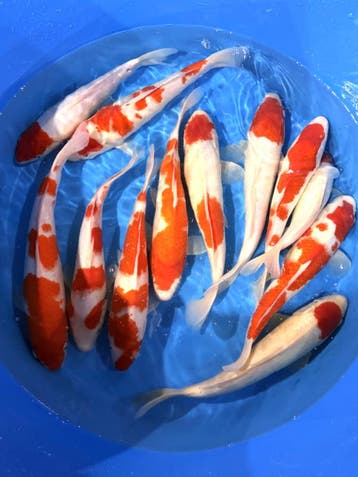 Hirasawa Marusei 30-37cm (Japanse Koi), Ophalen of Verzenden