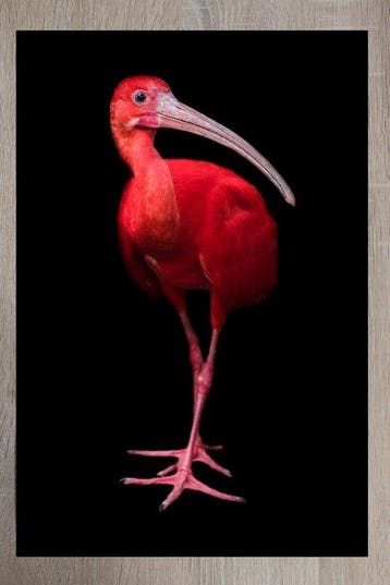 Marco Simoni -  Eudocimus ruber  XL