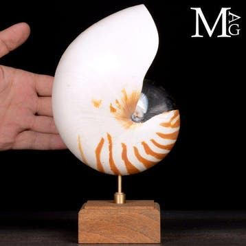 Grand Nautilus Pompilius – Sculpture cabinet de curiosités -