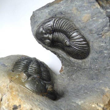 Trilobite - Carapace fossilisée - Scutellum sp. & Hollardops