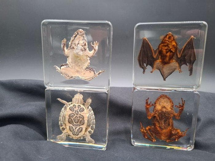 Vleermuis, pad, schildpad, kikker Taxidermie volledige, Antiek en Kunst, Curiosa en Brocante