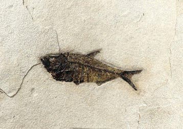 Uitstekende fossiele vis (15 cm !!) - Goede kwaliteit - -