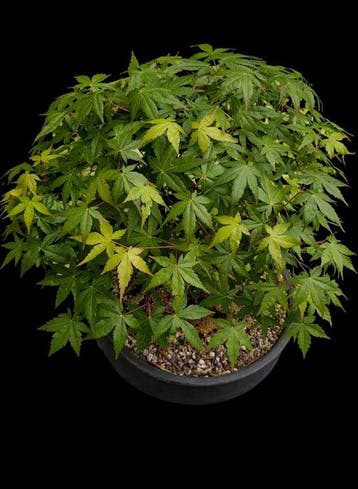 Japanese maple bonsai (Acer palmatum) - Hauteur (arbre) : 42