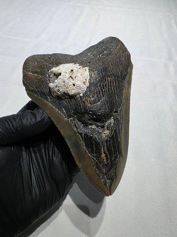 Megalodon tand - Fossiele tand - carcharodon megalodon -, Verzamelen