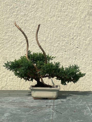 Jeneverbes bonsai (Juniperus) - Hoogte (boom): 29 cm -
