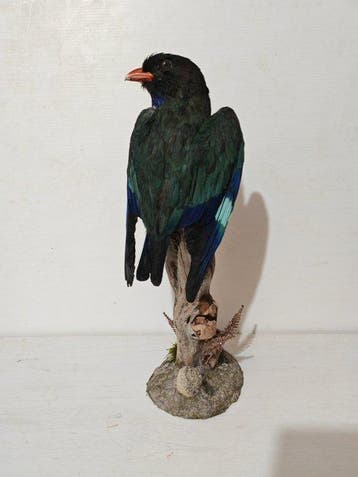 Dollarbird Support de corps entier pour taxidermie -, Nieuw