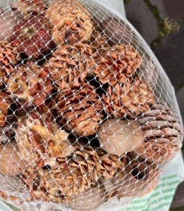 Leucadendronmix Net XXL 500 gram, Nieuw