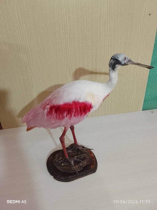 roze spatel Taxidermie volledige montage - Platalea ajaja -, Verzamelen, Dierenverzamelingen