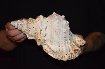 Escargot de mer Coquillage marin - S-556 TUTUFA BUBO (Sans, Antiek en Kunst