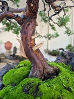 Bonsai van Juniper Itoigawa op steen compositie -