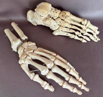 mens Bot - anatomisch model hand en voet - 5 cm - 30 cm - 10