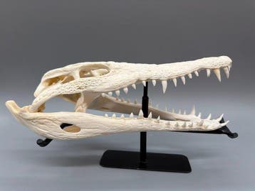 Nijlkrokodil Schedel van een reptiel - Crocodylus niloticus, Nieuw