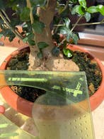 Olijf bonsai (Olea europaea) - Hoogte (boom): 15 cm - Diepte