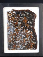 Météorite de Sericho Pallasites - 51 g - (1)
