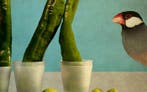 Tere Ormazabal - Bodegón 14. Serie bodegones con pájaros -