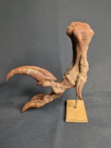 Velociraptorvoet met doodsklauw - museumkwaliteit replica -