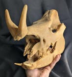 Crâne fossile - Minoceras - smallest Rhinoceros species -