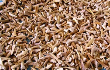 4000 dents de requin fossiles - Dent fossile (Sans prix de