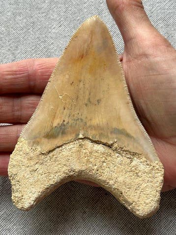 Megalodon-tand 12,0 cm - Fossiele tand - Carcharocles