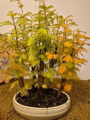 Kustmammoetboom bonsai (Sequoia) - Hoogte (boom): 42 cm -