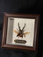 Cyclommatus metallifer Support mural pour taxidermie -