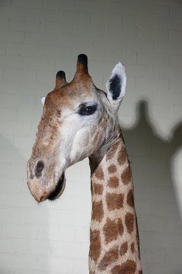 Grande et impressionnante girafe du Nord Support de corps, Nieuw