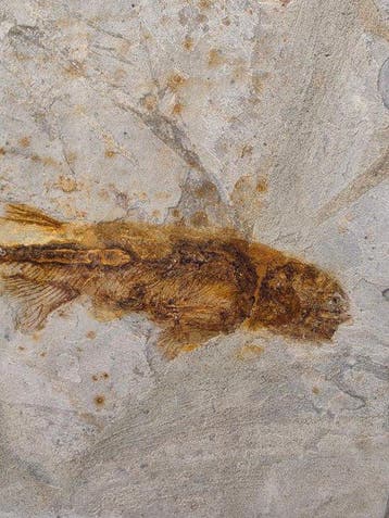 Vis - Gefossiliseerd dier - Lycoptera - 11 cm (Zonder