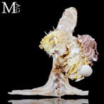 Natuurlijke mariene symbiose inclusief stekelige oester -, Verzamelen, Mineralen en Fossielen