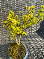 Berberis Thunbergii - Hoogte (boom): 21 cm - Diepte (boom):